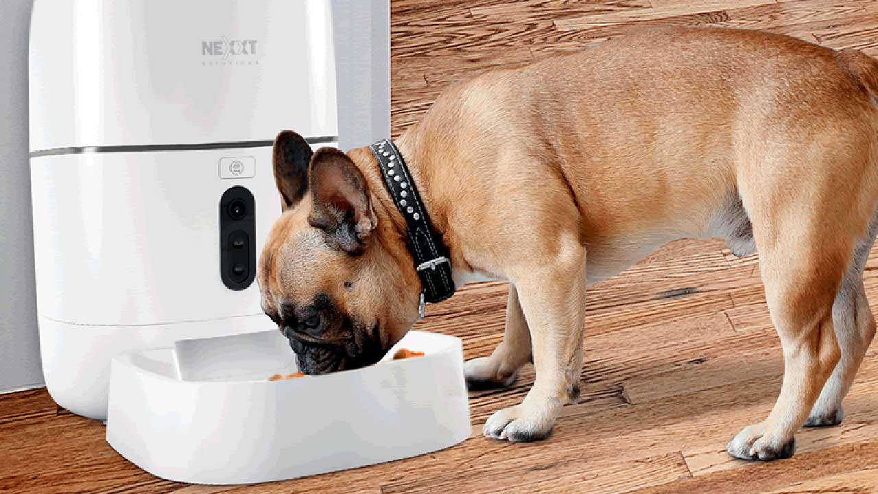 Alimentador de mascotas Nexxt.