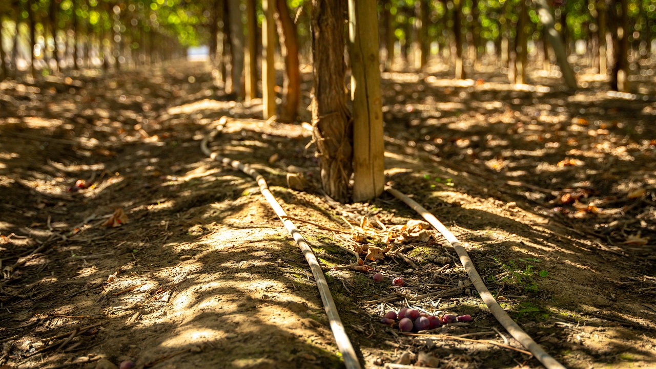 Sistema de riego por goteo de Kilimo en Chile