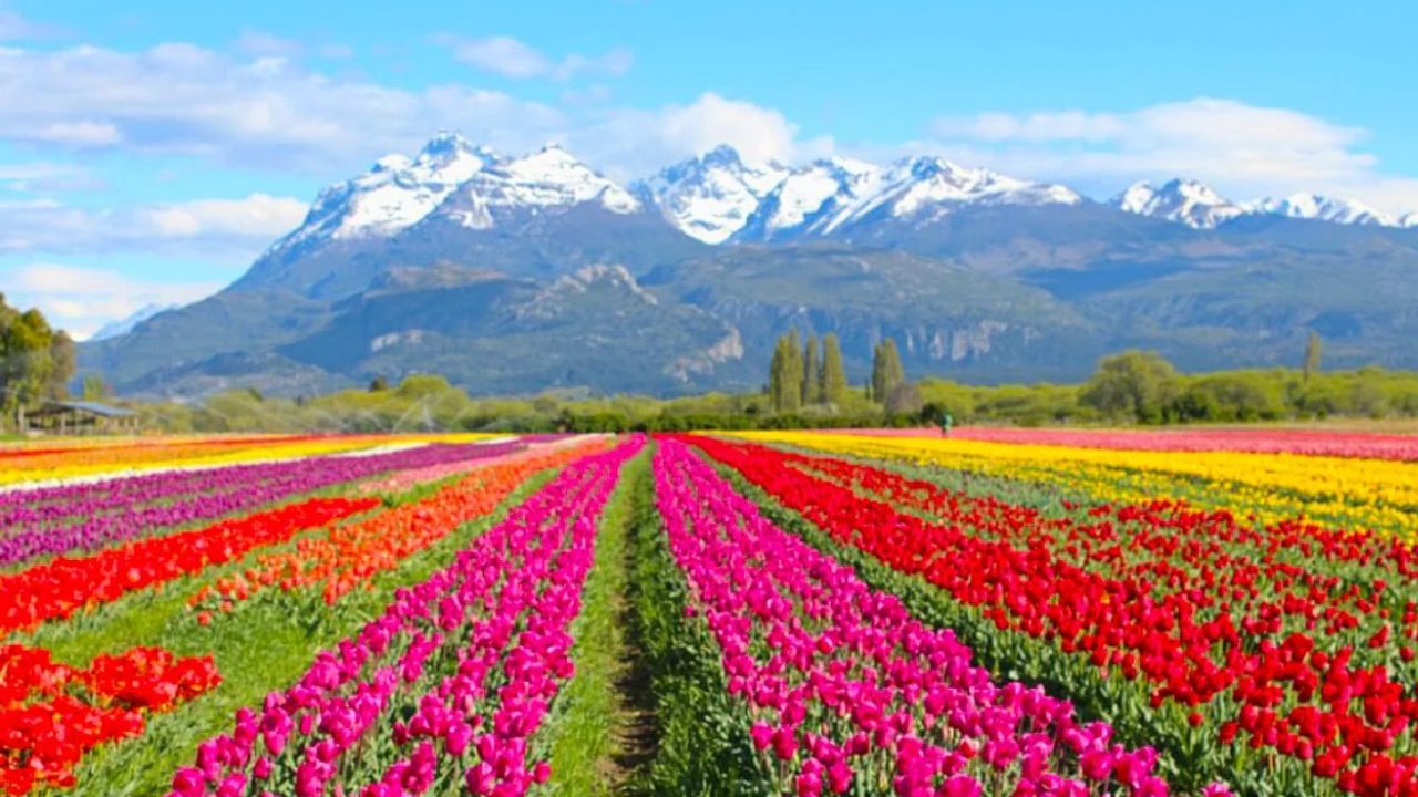 Entre mediados de octubre y noviembre, Trevelín regala una postal única con sus tulipanes de colores