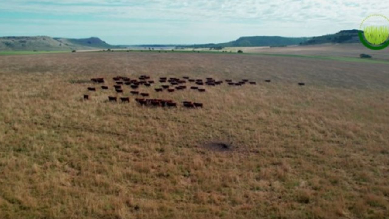 'La ganadería contamina