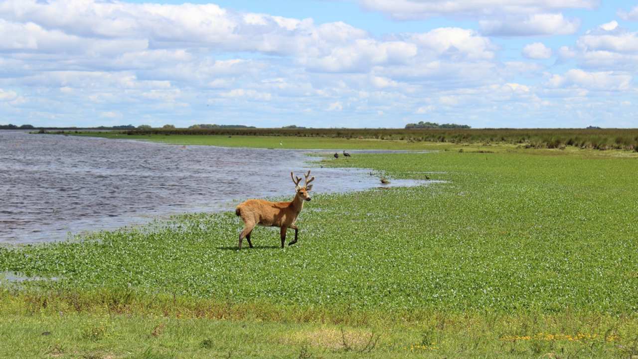 Senderos y miradores permiten avistar ciervos y aves en un humedal protegido y sorprendente