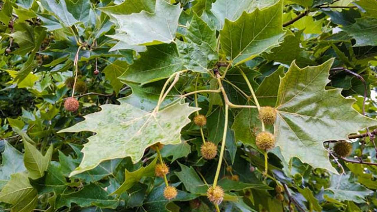 El polen del plátano contiene partículas con un gran poder alergénico