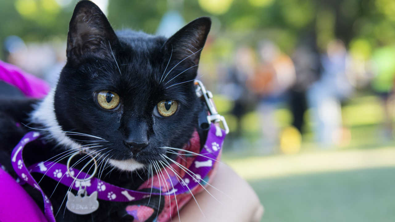 En su nueva edición, Mascotear tendrá por primera vez un área dedicada a los gatos y sus familias