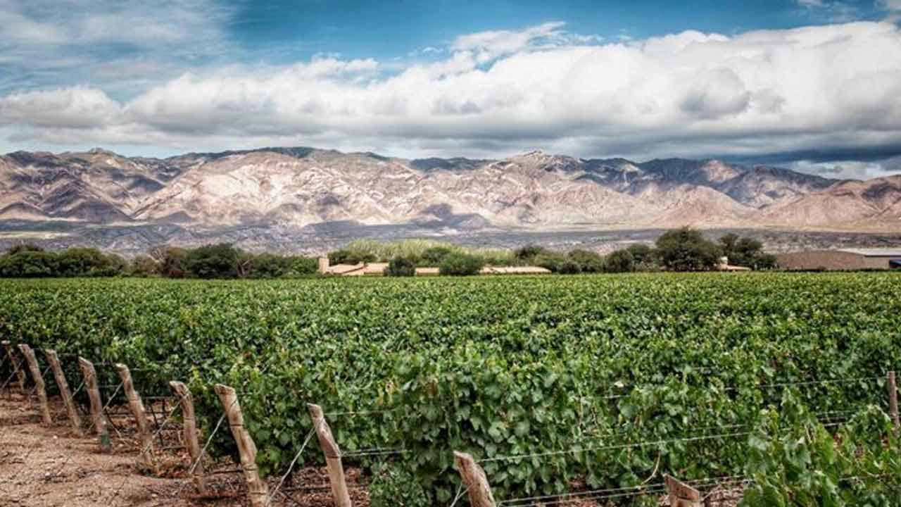 Viñedos de Bodega Colomé