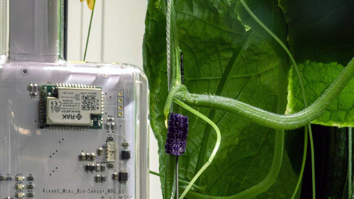 Vivent Biosignals lanza en la Argentina inteligencia artificial para leer los cultivos