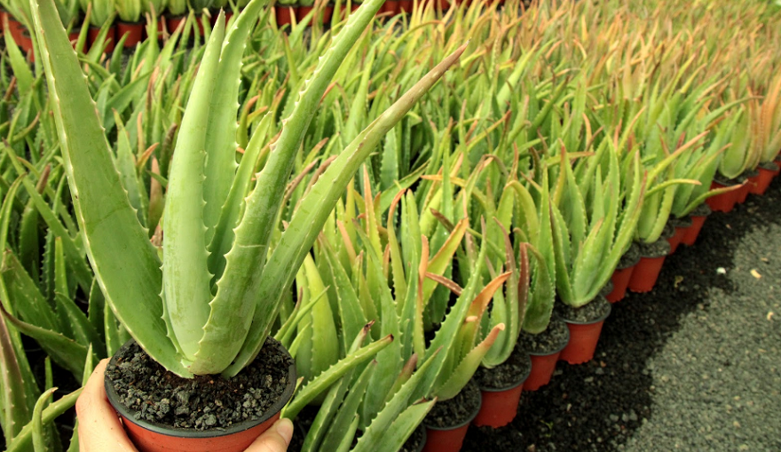 Un zumo se extrae de las hojas de aloe vera.