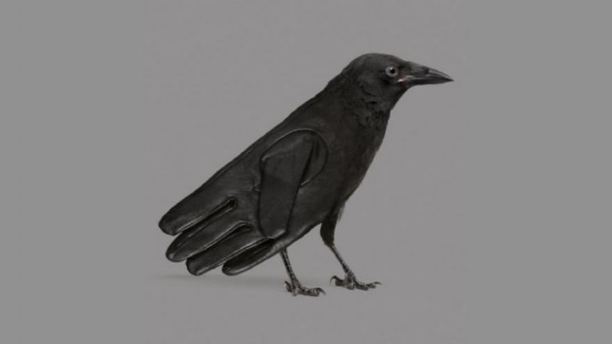 ¿Qué viste primero: el guante o el pájaro?