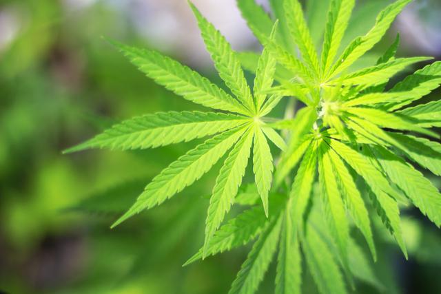 marihuana